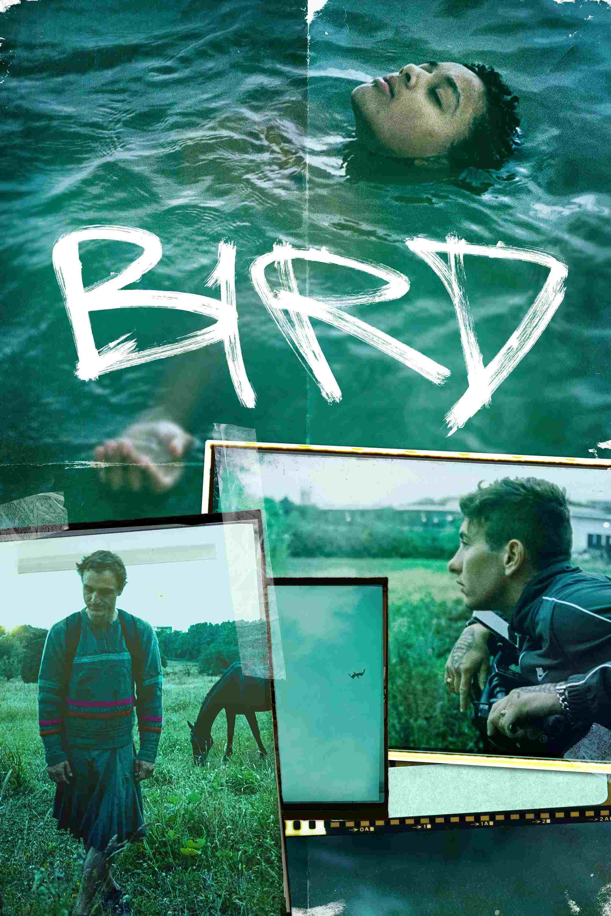  Bird 
