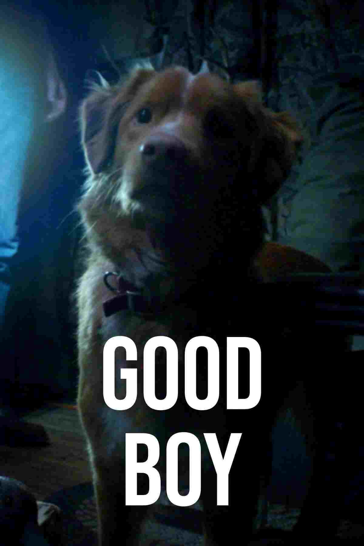  Good Boy 