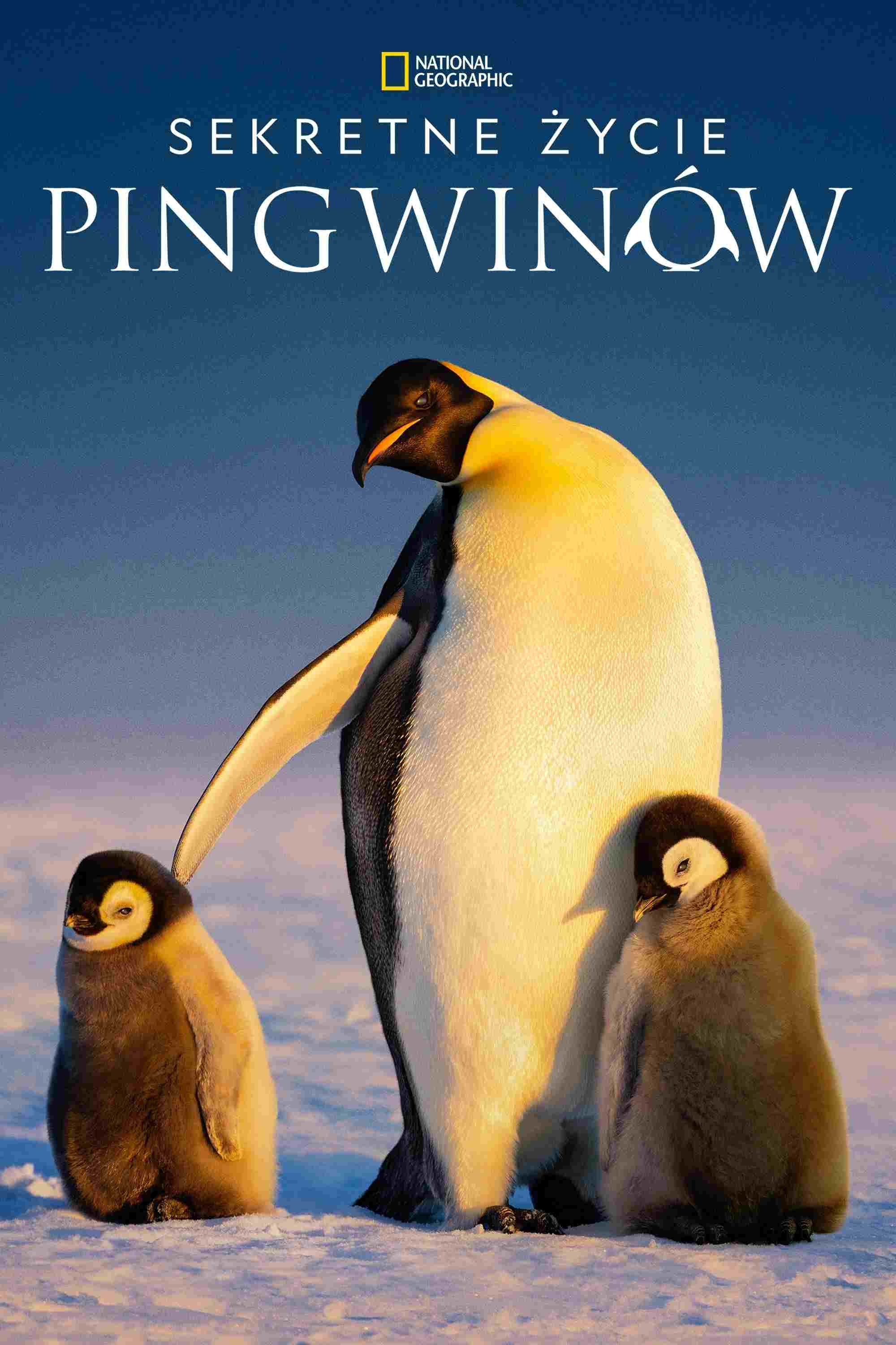  Sekretne życie pingwinów 