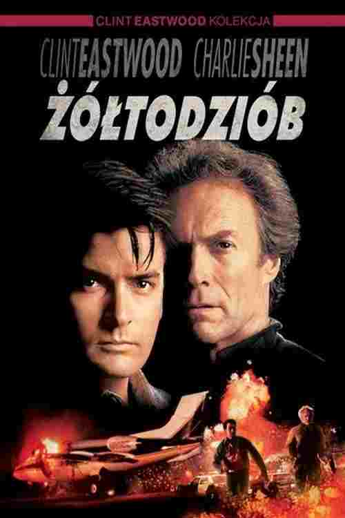  Żółtodziób 